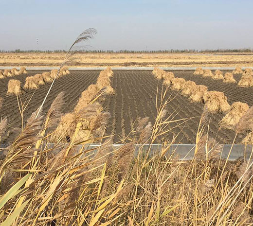 盤(pán)錦綠傲米業(yè)有限公司規(guī)模！